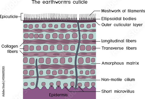 Earthworm cuticle structure diagram for biology lesson