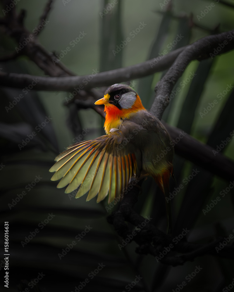 Fototapeta premium Close up of a Silver-eared Mesia spreading wings