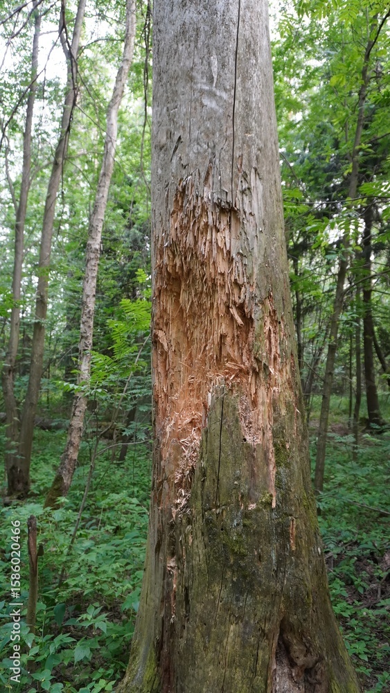 Fototapeta premium A tree in the forest with damaged bark from the horns of an elk or deer. Fresh long scratches and stripped wood among the greenery of the forest.