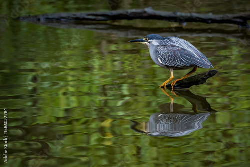 Konstfotografi Striated heron