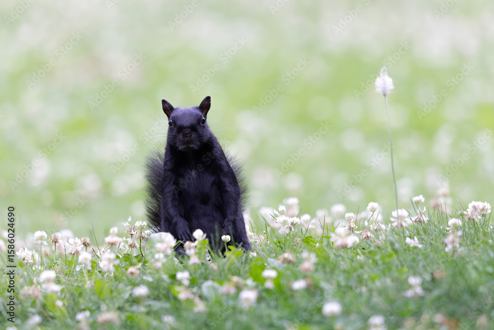 Fototapeta premium Front view of black squirrel a melanistic subgroup of the eastern gray squirrel Sciurus carolinensis sitting in a field of clover at Colonel Samuel Smith Park in Toronto Ontario Canada