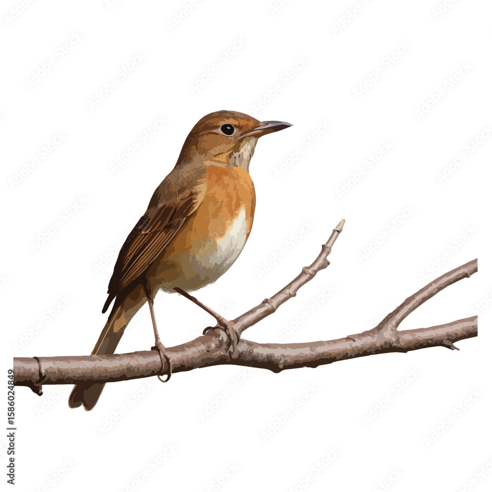 Fototapeta premium robin perched on a branch
