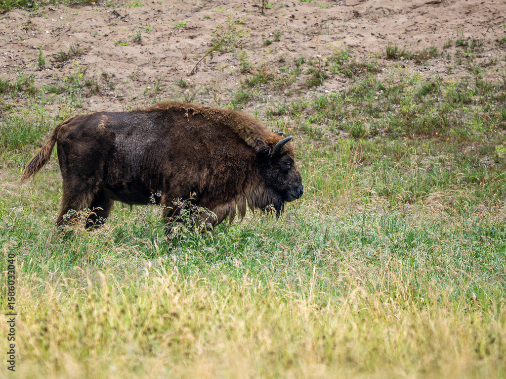 Fototapeta premium Wisend