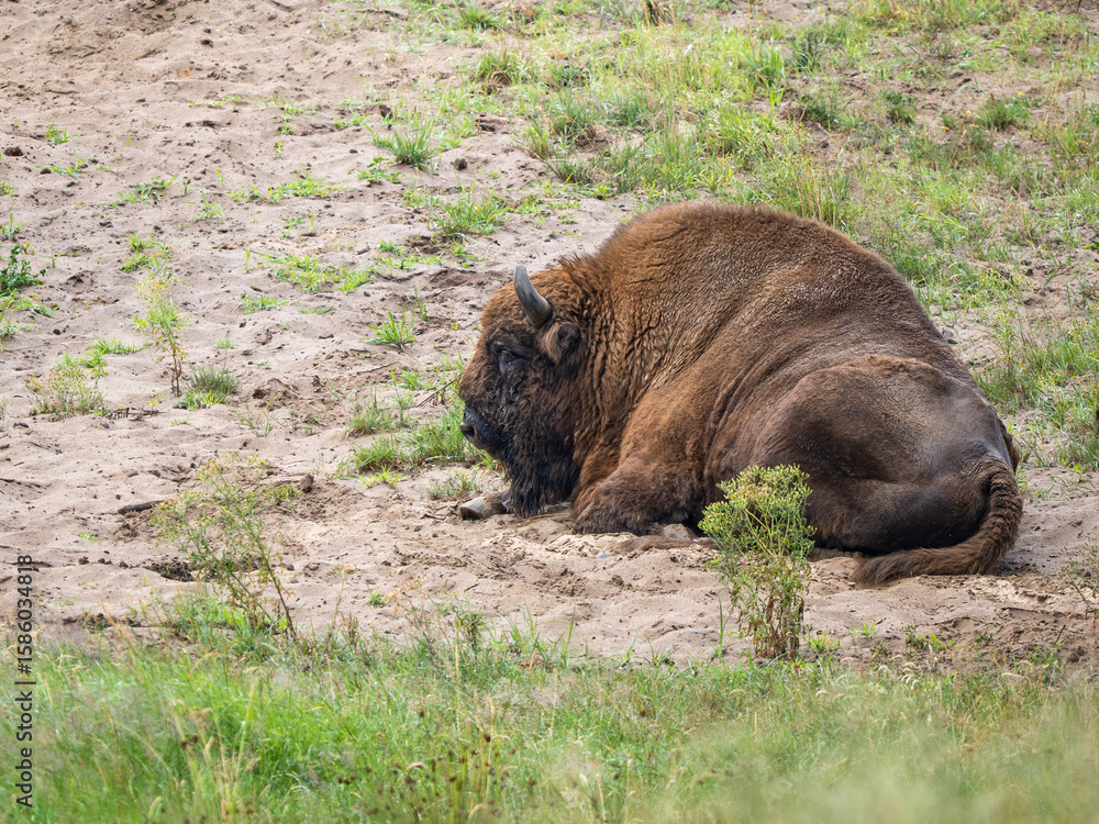 Fototapeta premium Wisend