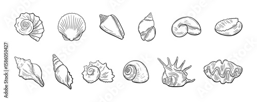 Set of hand-drawn seashell line art elements in black color. Coastal various marine shell doodles in vintage sketch style.