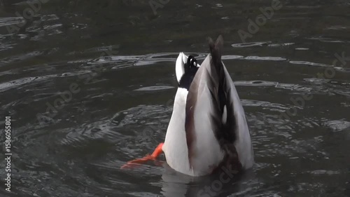 Male Mallard Duck or Drake (Anas platyrhynchos) Dabbling For Food or Upending on a Lake 