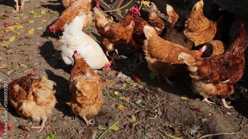 brown red laying hens chickens walking around the yard and eating. organic farm