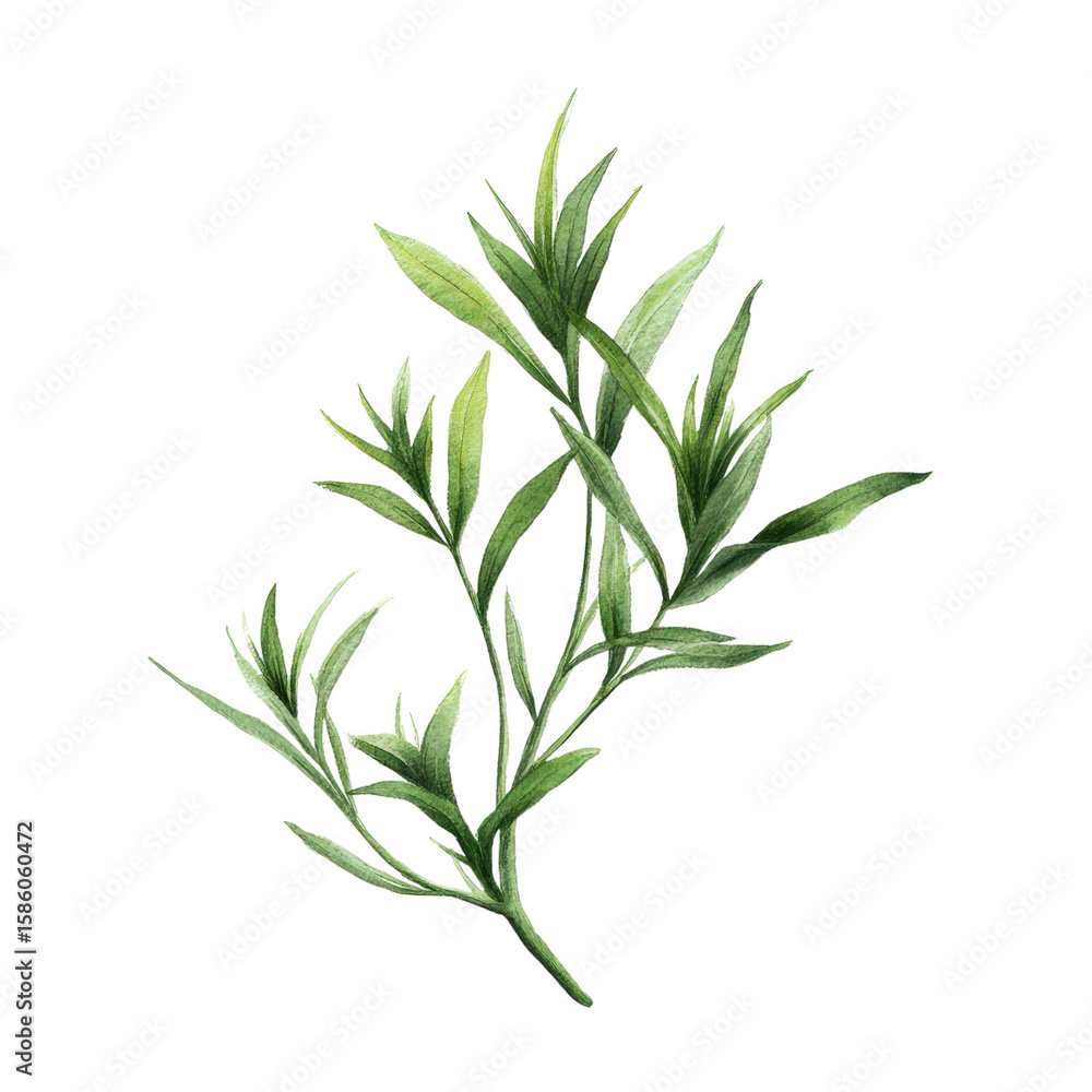 Fototapeta premium Lush green leaf branch, natural illustration: showcasing the elegance of a meticulously rendered, singular plant branch, bursting with vibrant life and botanical beauty.