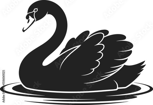 Elegant black swan swimming in water bird