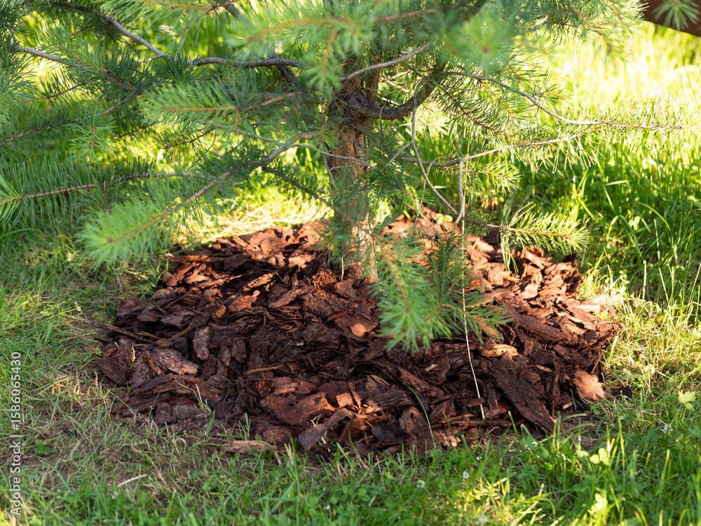 Fototapeta premium mulching coniferous trees when removing bark