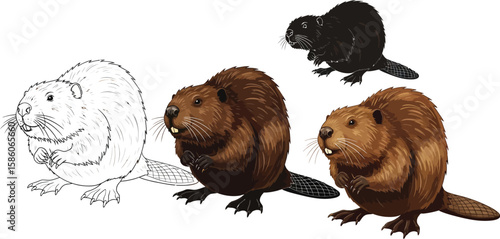 Four charming beaver illustrations showcase different styles, from a simple outline to detailed brown and black renderings, perfect for educational materials or wildlife-themed designs.