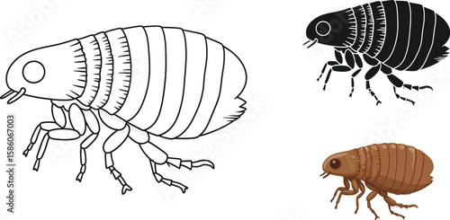 Detailed flea illustrations showcase the parasite in various styles, including a line drawing, a silhouette, and a fully colored version, ideal for educational or scientific purposes.