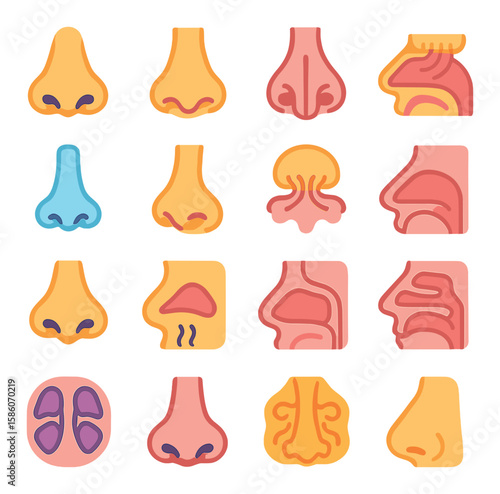 anatomy and parts of the nose modern flat style. nostrils, nasal bridge, septum, nasal cavity, nasal bone, cartilage, olfactory bulb, nasal passage, tip of the nose