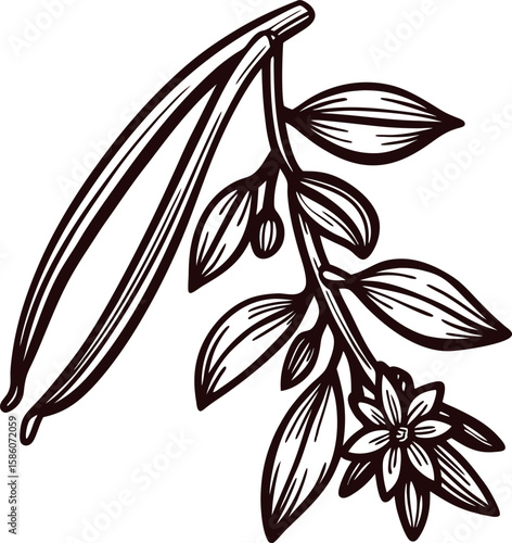 Hand drawn vanilla bean plant with leaves and flower, botanical vintage engraving illustration