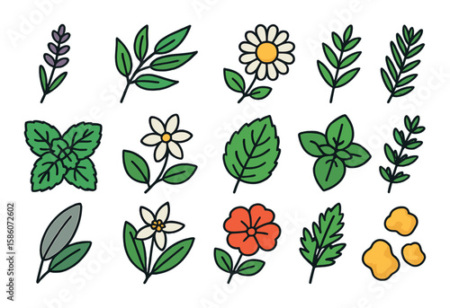 aromatherapy plants and herbs modern flat style. lavender flower, eucalyptus branch, chamomile flower, rosemary sprig, peppermint leaf, jasmine flower, lemon balm, tea