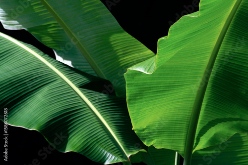 Картината върху платно Green leaves of banana plant against black background.