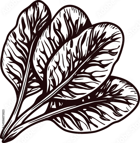 Hand drawn spinach leaves bundle illustration in vintage engraved isolated on white background