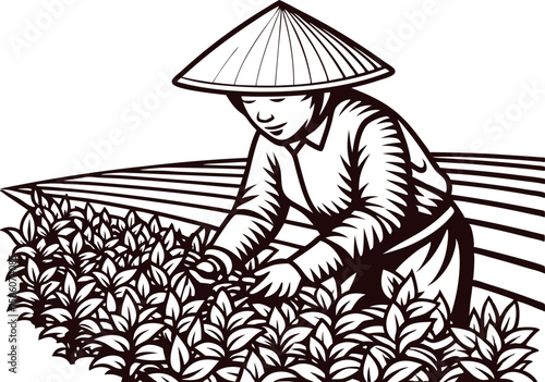 Traditional farmer in conical hat harvesting tea leaves in plantation field, hand drawn vintage engraving illustration