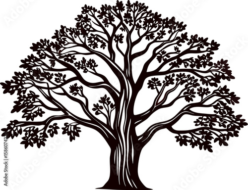 Detailed silhouette illustration of a large mature oak tree with wide branches and dense foliage
