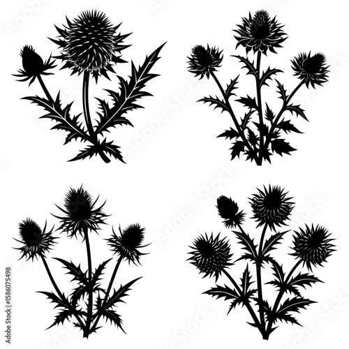Four thistle plant arrangements in black silhouette against a white background showing leaves and flower heads