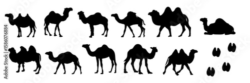 Camel silhouette in various poses, perfect for desert, travel, animal, nature, Middle East themes. High quality black camel vector on white background