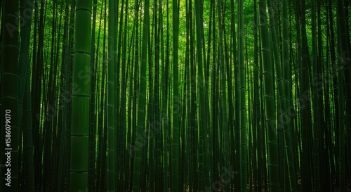 Lush green bamboo forest
