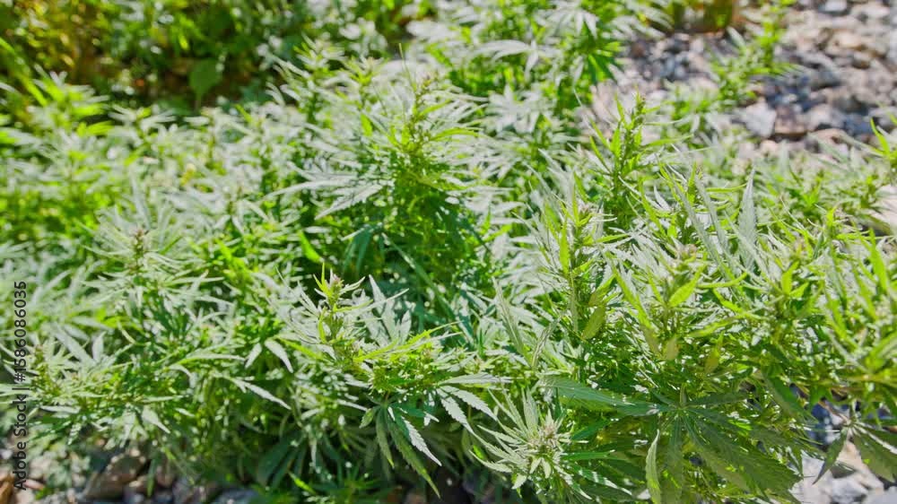 Cannabis bush swaying in the wind under direct sun light at late summer day Cannabis bush swaying in the wind under direct sun light at late summer day