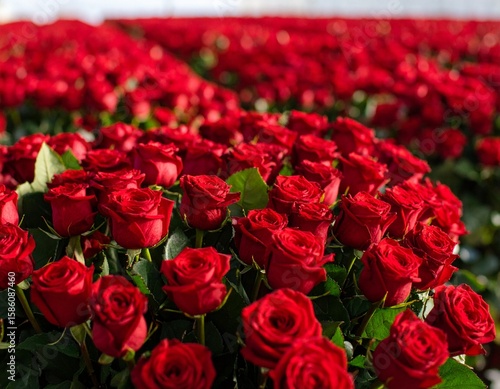 Field of Beautiful Red Roses in Full Bloom - Romantic Flower Garden Background