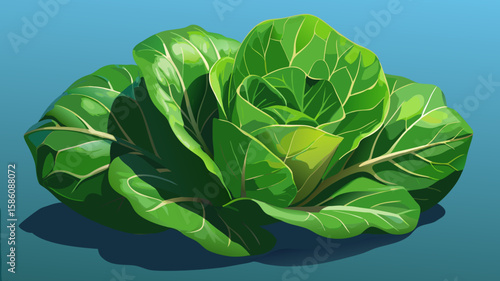 green cabbage on the ground