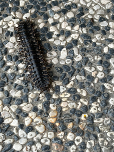 A Stenoniodes moving slowly across the pebbled floor. Commonly known as the Borneo tractor millipede, Stenoniodes is a genus of millipede.