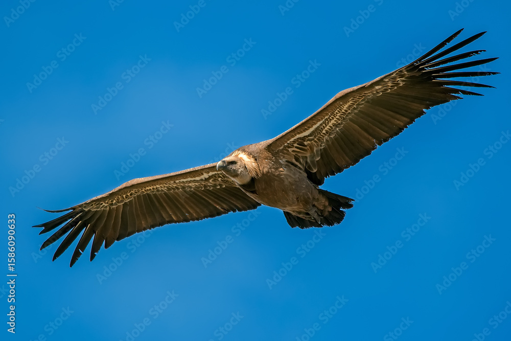 Fototapeta premium Buitre leonado en vuelo, en el parque natural de Cazorla, Segura y Las Villas.