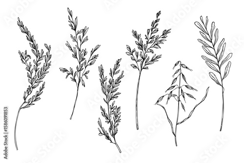 Monochrome vector illustration set of flowering meadow spikelet and wild oats. Wild herbs, grasses etching drawing clip art for organic product labels, rustic wedding decor, eco friendly packaging