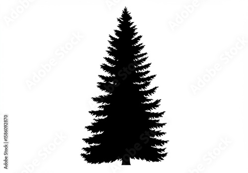 Silhouette of a tall full evergreen pine tree against a white background