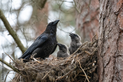 Raven feeding three hungry chicks in a forest nest during springtime