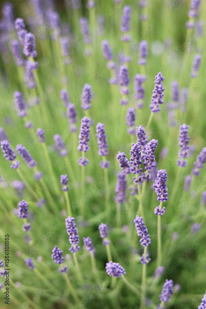 Fototapeta premium Lavender Field in England