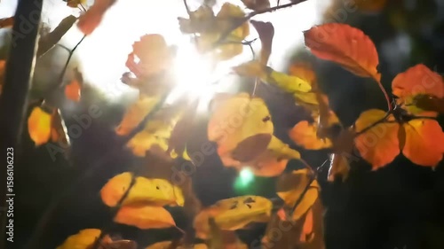 Leaves Rustling in the Wind with Sun Flare
