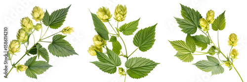 Set of Hop with leaves and flowers isolated on a transparent background