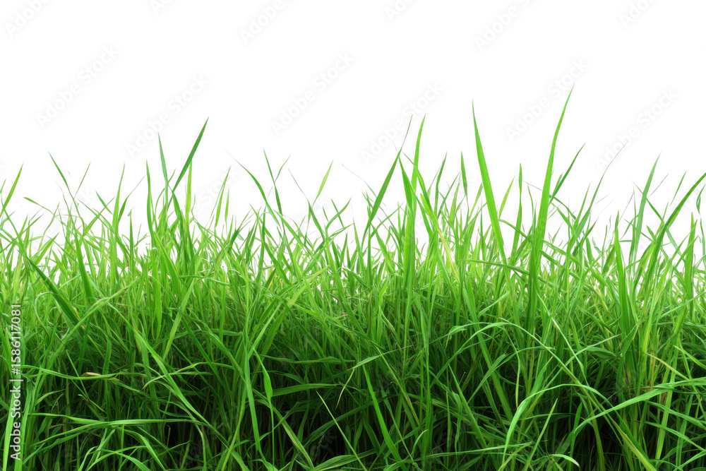 Obraz premium Vibrant green grass blades growing densely in a natural field isolated on transparent background