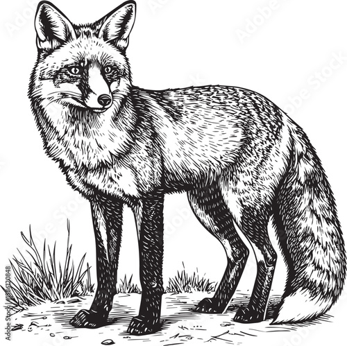 Vigilant Forest Dweller: Hand-Sketched Fox