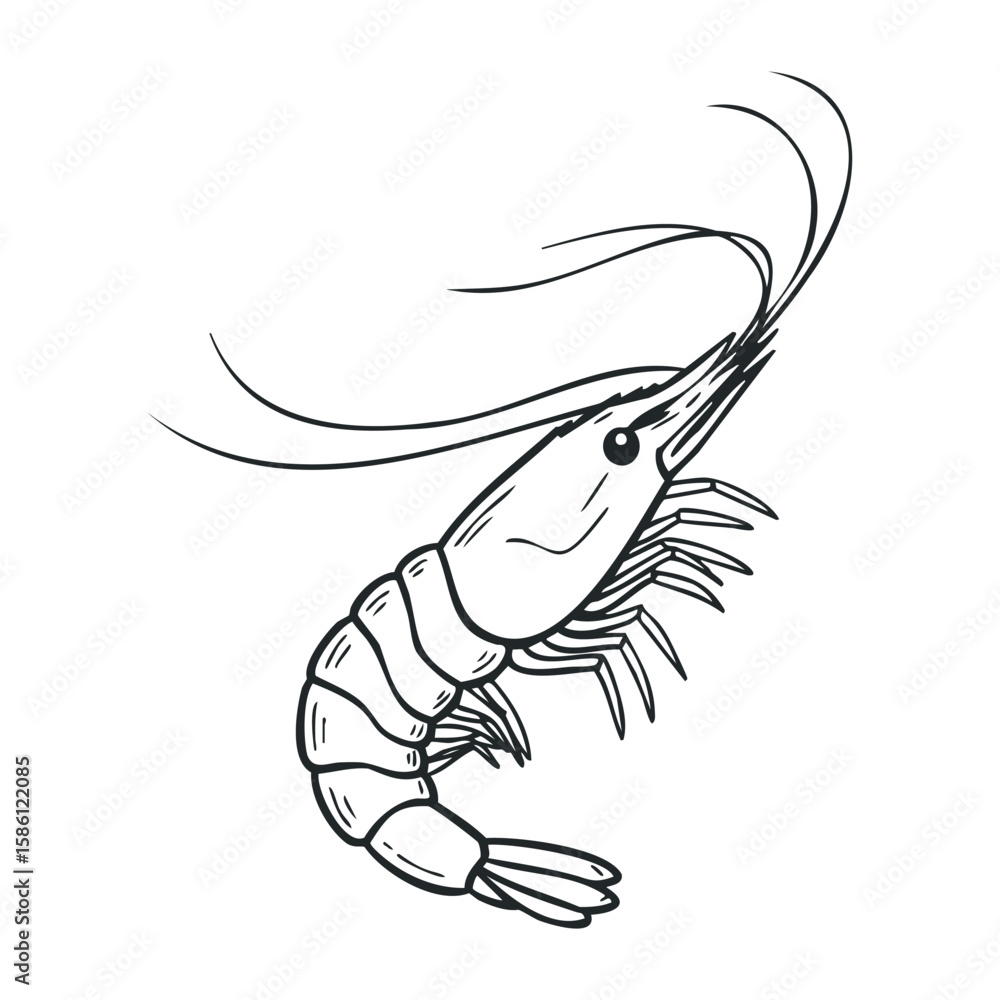 Fototapeta premium Ink drawing of shrimp with detailed line art and elegant curved antennae. Hand draw vector illustration