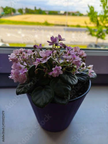 indoor violet, violet in a pot, home flowers, blooming flower pots, purple flowers, pink flowers, green office, landscaping of an apartment, flowers in pots, flowers on a windowsill