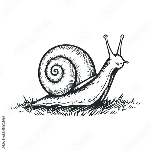 Detailed monochrome drawing of a snail on grass with spiral shell. Hand drawn vector illustration