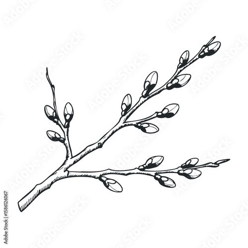 Detailed botanical drawing of a willow branch with catkins in monochrome style. Hand drawn vector illustration