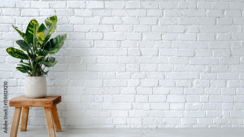 Modern Strelitzia reginae plant in minimalist office interior with wooden stand and white brick wall background