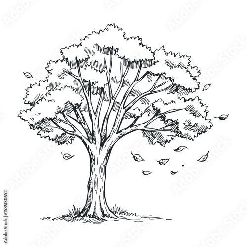 Hand-drawn tree with falling leaves in black and white sketch style. Hand drawn vector illustration