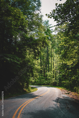 a scenic curved and winding road along a mountainous region with beautiful trees. united states travel and adventure design element or background