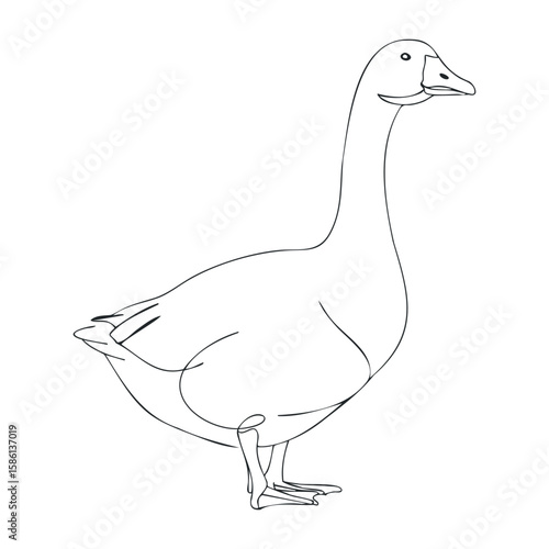 Simple line drawing of goose outline. Outline vector illustration