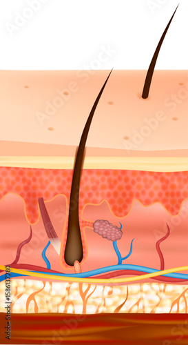Detailed anatomical illustration of human skin showing all main layers: epidermis, dermis, and hypodermis. Include hair shafts, hair follicles, sebaceous glands, blood vessels, nerves