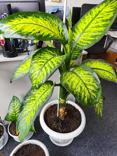 Dieffenbachia indoor, green office, greening the room, fresh greenery, indoor plants