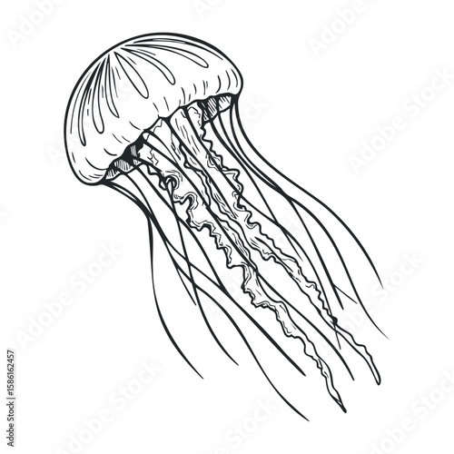 Monochrome jellyfish sketch with flowing tentacles in detailed black and white line art. Hand drawn vector illustration